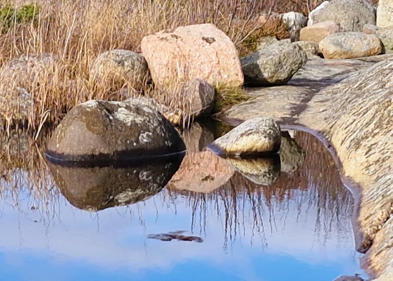entry reflections 219: autumn reeds