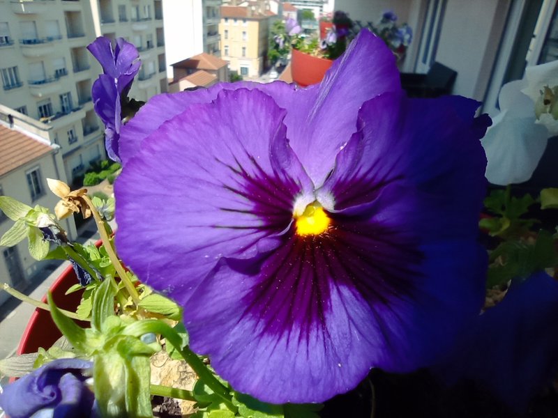 POBphotocontest : Purple (Pansies) (En/Fr)