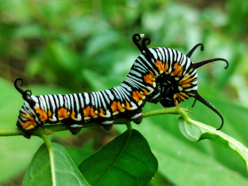 Larva of the blue-banded king crow butterfly