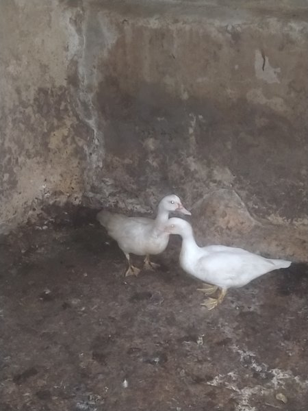 Show Me A Photo Contest Round -220 SMaP     "Feathered Friends community"