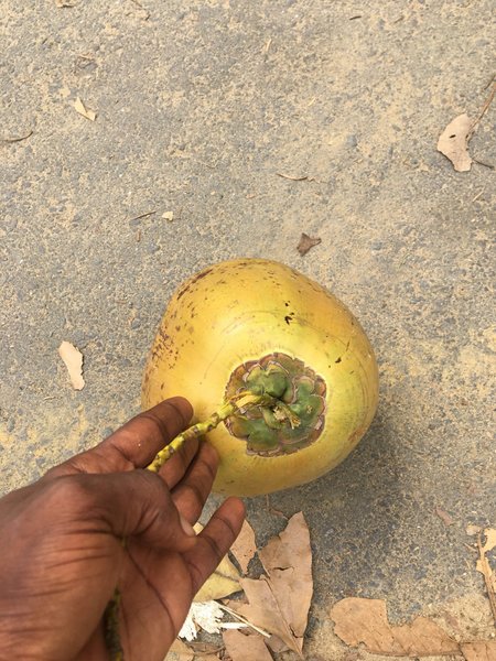 Cocos nucifera