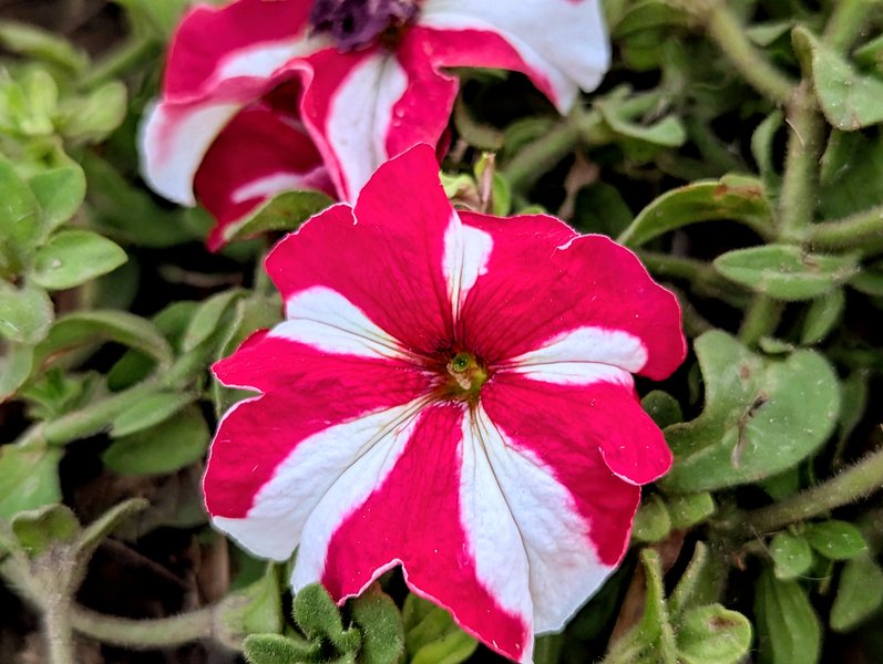 Two Colors, One Flower 