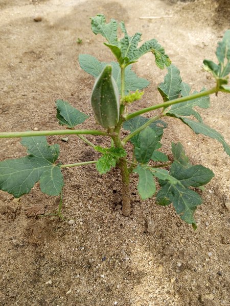 How do you enjoy eating okra?