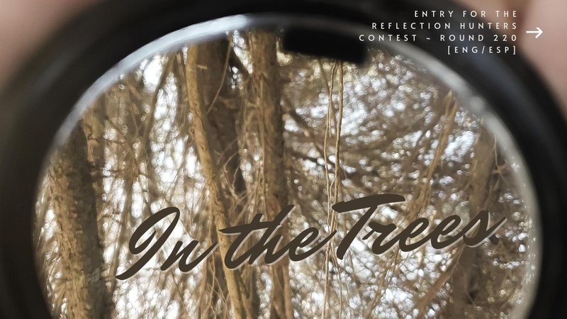 In the Trees - Entry for the Reflection Hunters Contest ~ Round 220 [ENG/ESP]
