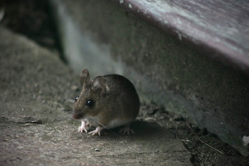 When the mouse roared