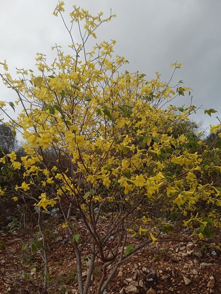 [ESP-ENG] 29 de Mayo, Día del Araguaney, Árbol Nacional en Venezuela 💛/May 29th, Day of the Araguaney, National Tree in Venezuela 💛 