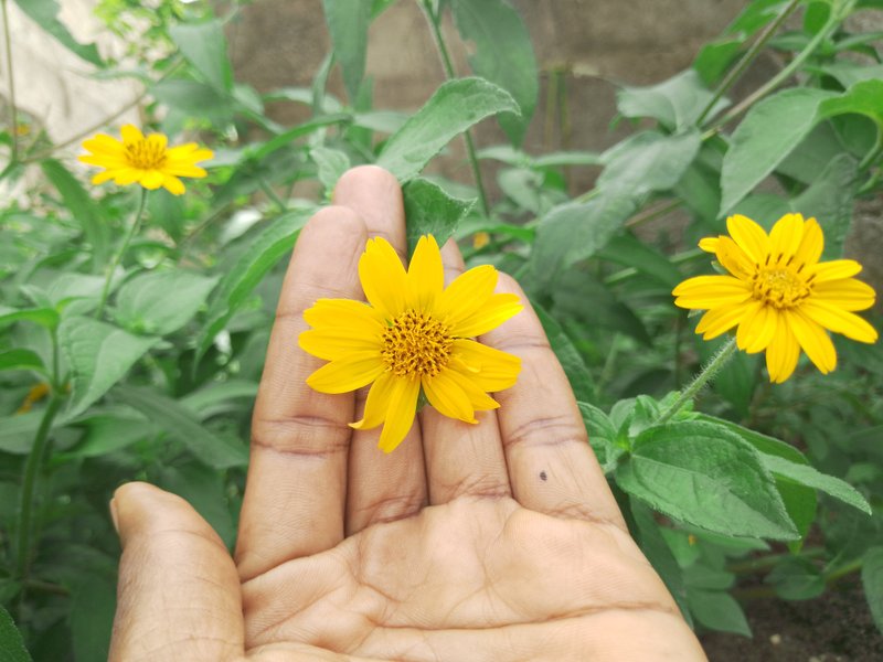 Weeds Or Wildflowers? 