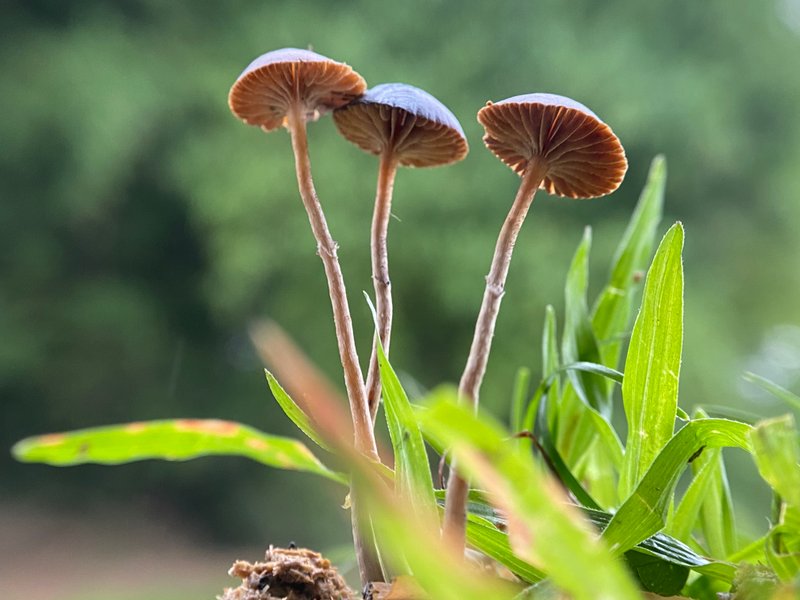 Beautiful Mushrooms Grow Well