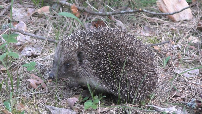 Hedgehog | PhotoFeed Contest - Wildlife Photography Round 118