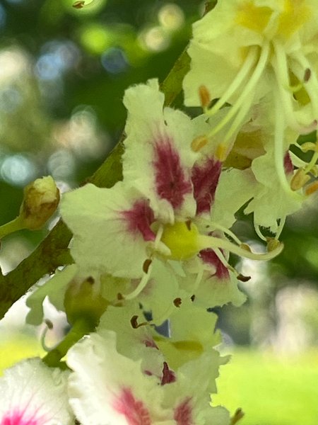 Chestnuts