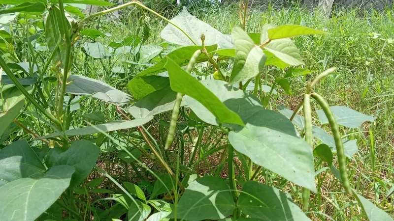 A Day of Hard Work in the Fields: Taking Care of Crops and Ensuring Growth