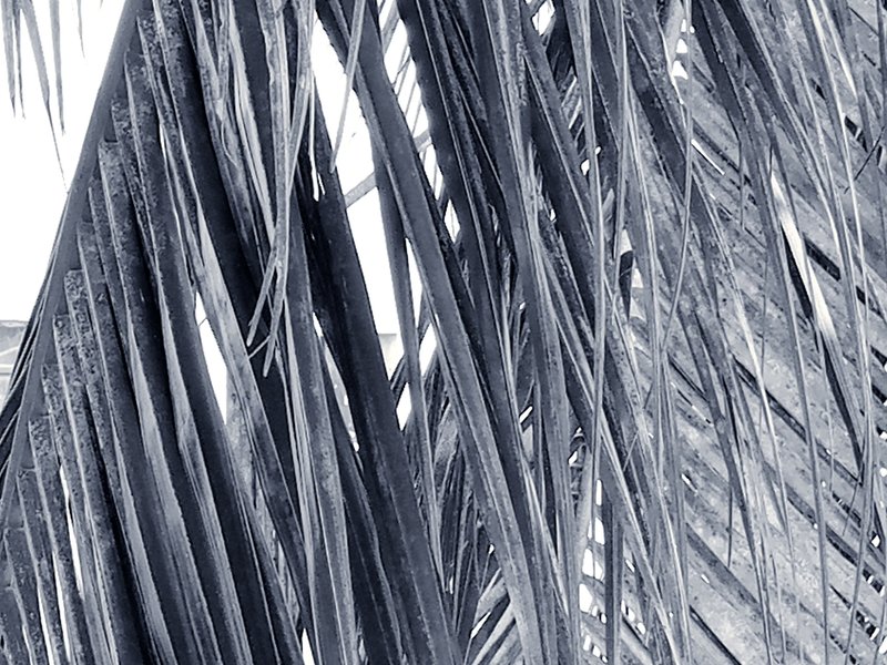 My Daily Color - Sunday Black & White