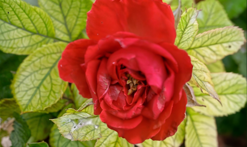 Beauty of gardens  (red roses)