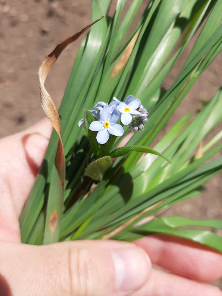 Summer flowers 