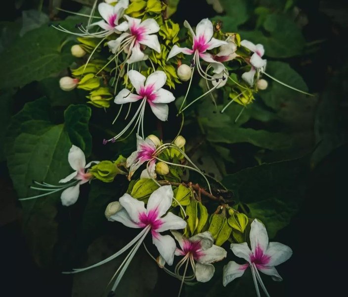 Cute vati flower