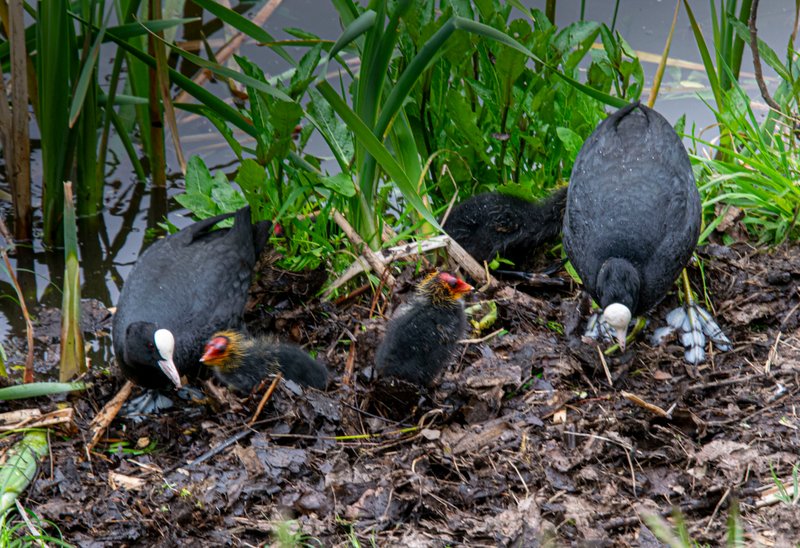 Show Me A Photo Contest Round 214 - The Coot (5pics)
