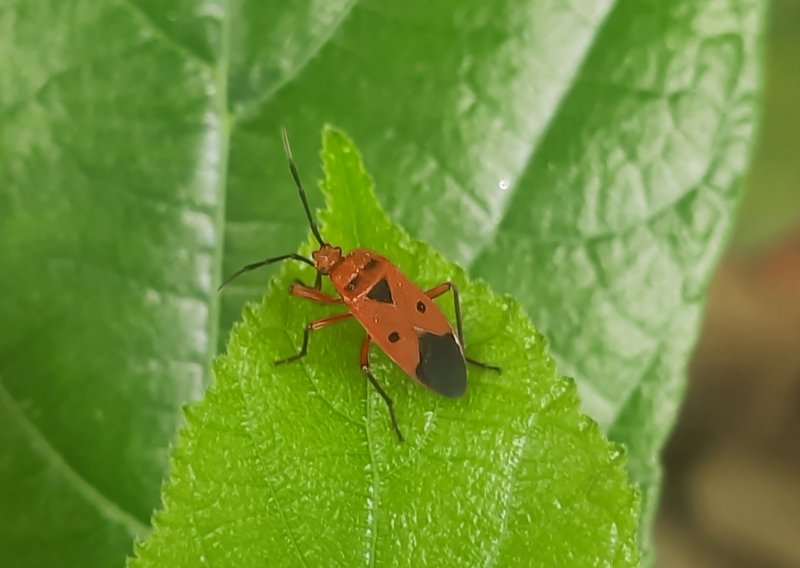 Dysdercus cingulatus