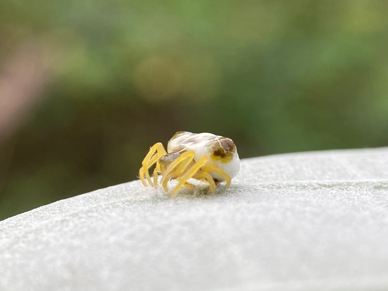 Cyrtarachne bufo