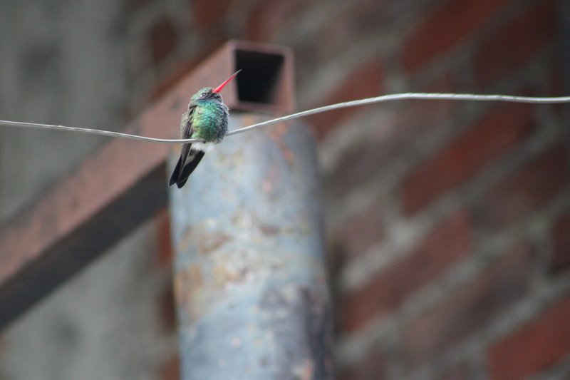 The hummingbird is there every day =)
