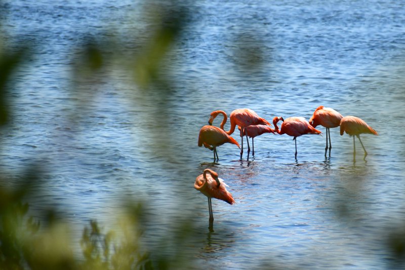 Flamingos on my way.