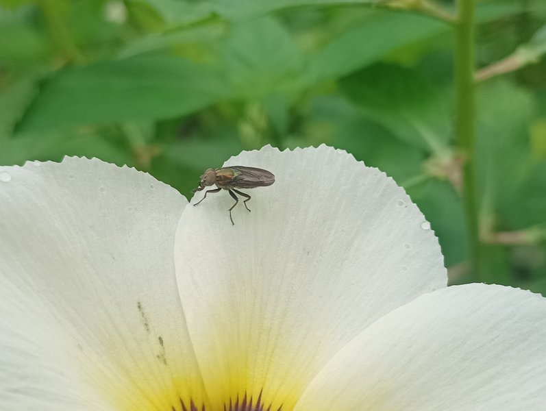 Riponnensia splendens / suck the morning flower series by insects