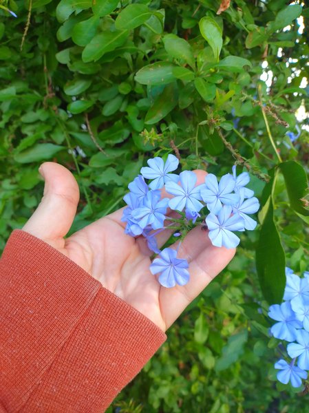 Flores: fotos, poesía y recuerdos [Es-En]