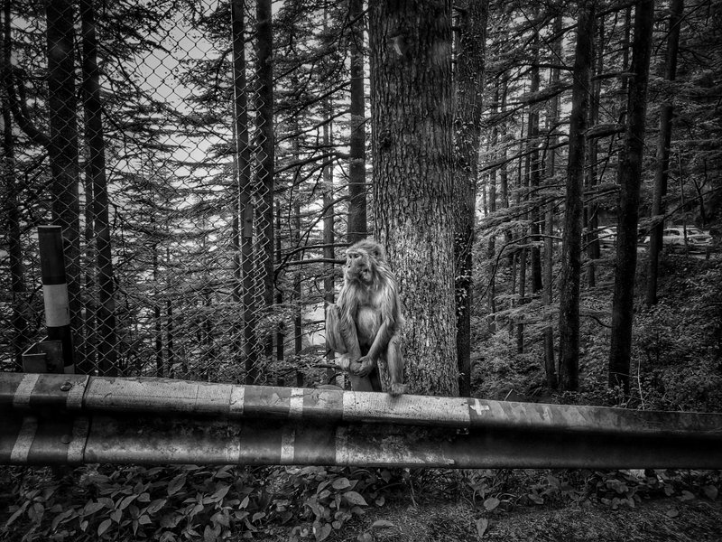 Waiting for bananas.🐒🍌 #monomad 