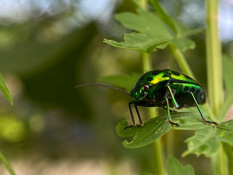 Genus Chrysocoris