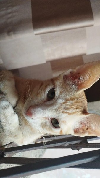 my beautiful cats 