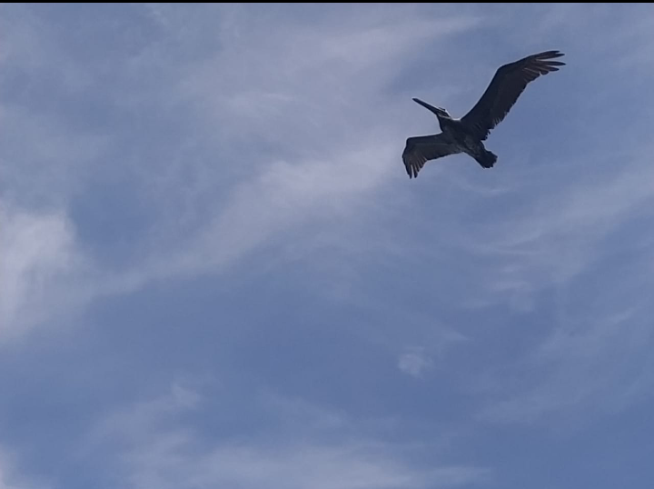 Feathered Friends - Show Me A Photo Contest Round -221 SMaP