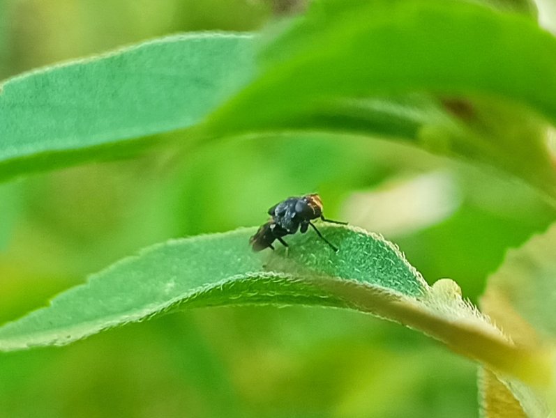 Discomyza maculipennis