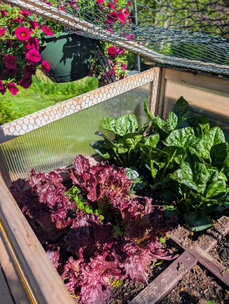 Spinach and red leaf lettuce salad- test post