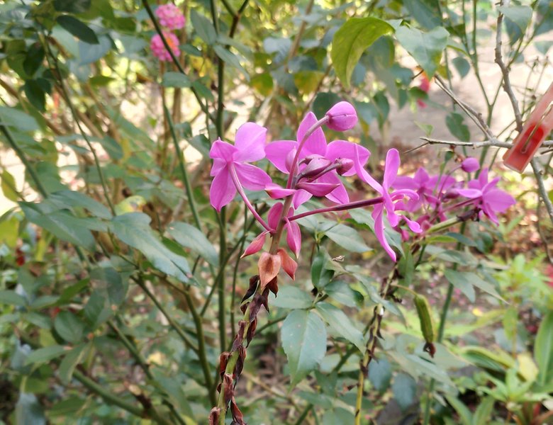 Flowers in the yard.