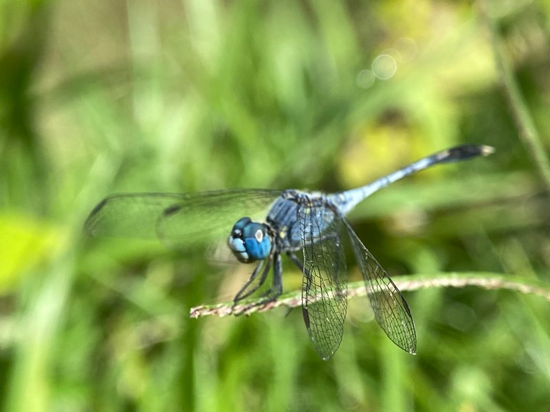 Genus Diplacodes