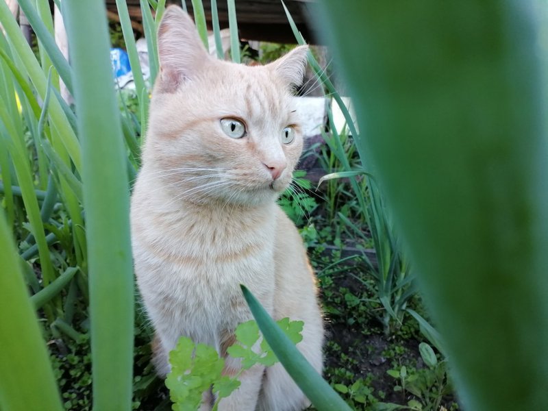 Tomorrow is summer, or how Tomik the cat spent the spring