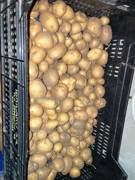 Patatoes