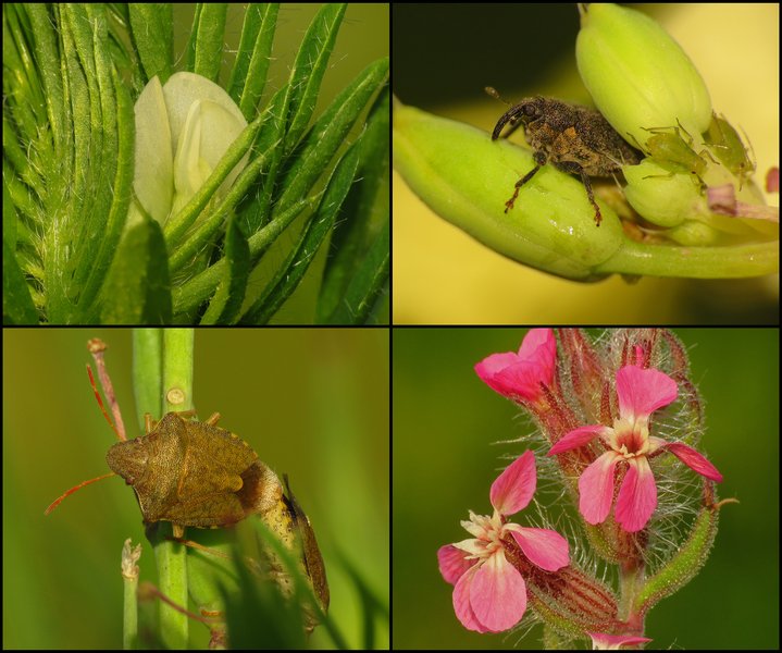 LOVELY FLOWERS & TINY INSECTS - 23.04.2025.