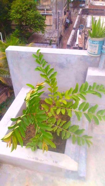 The plant on the roof