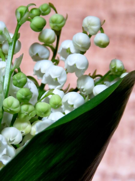 MY SPRING: LILY OF THE VALLEY