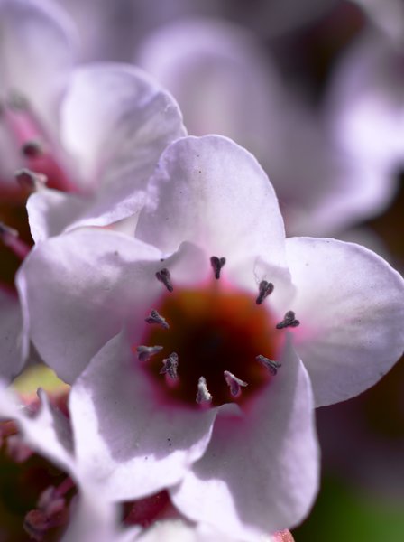 Pink Flower Close Ups