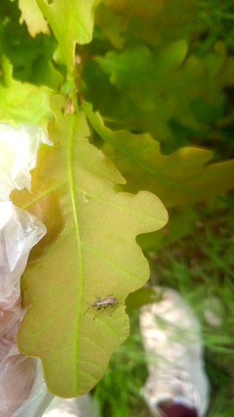 NATURAL PLANT TREATMENT: HELP FOR MY SON'S OAK