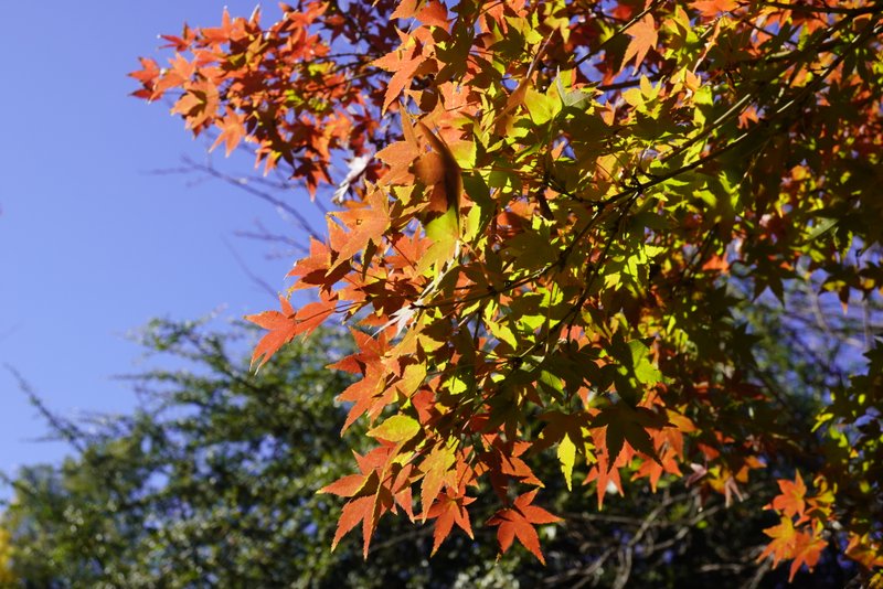 Catching up on Garden Chores (fall edition)