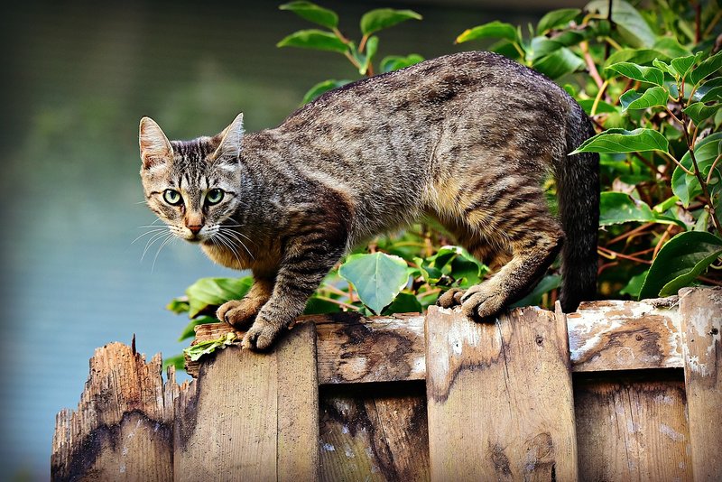 Cómo un gato de aspecto miserable (relato corto) [ESP/ENG]