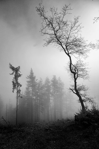 Pictures Of Sunbeams In The Cloud Forest