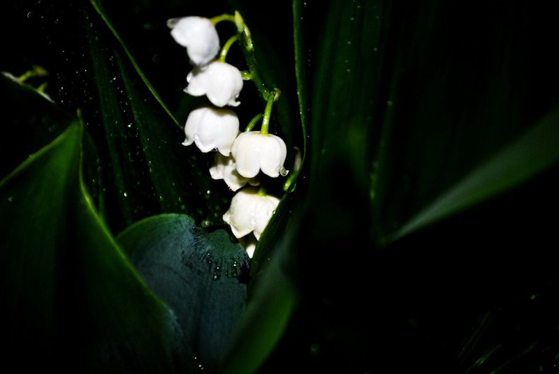 📸  Small White Flowers - Arabis And Lily Of The Valley  🌿  