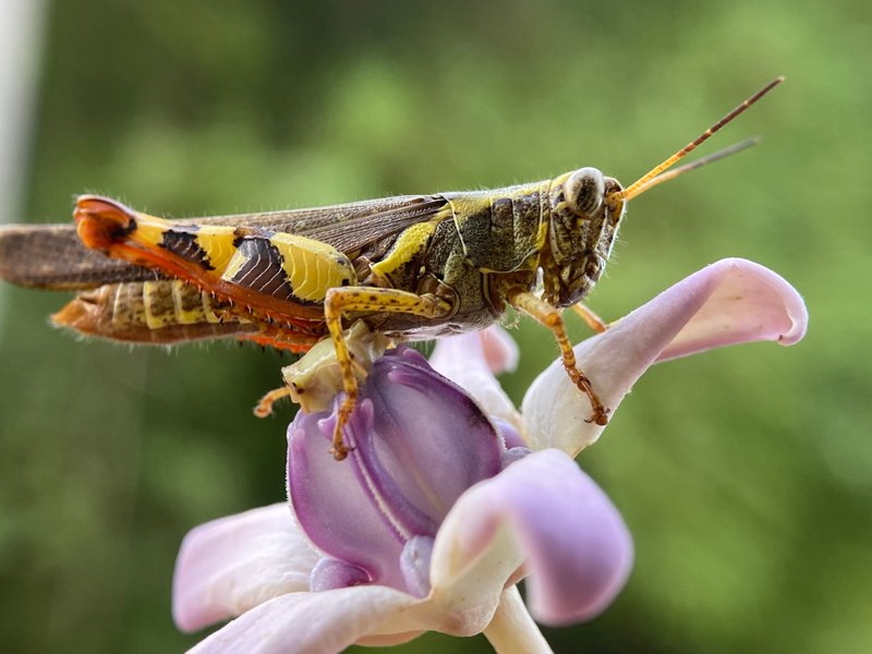 The Beautiful Grasshopper