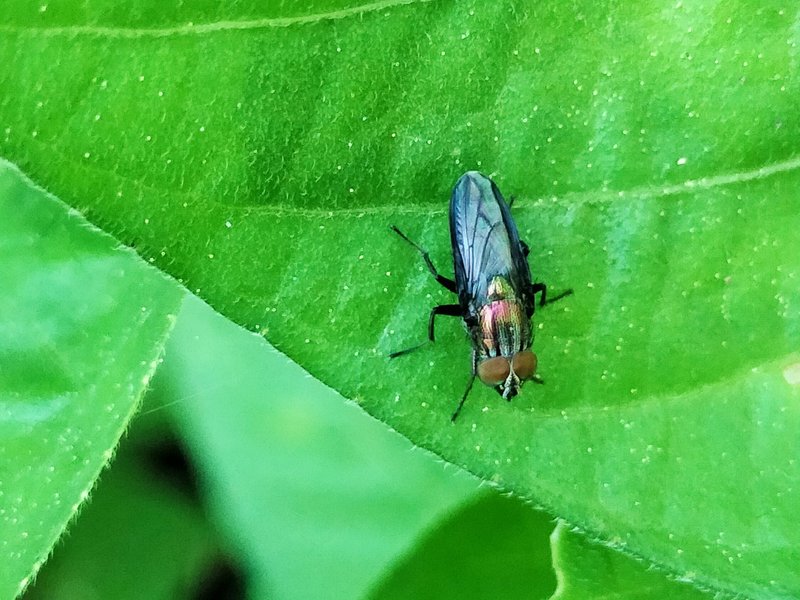 Flies of the genus Cosmina