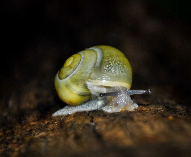 📸  Snails After Summer Rain  🐌🌿