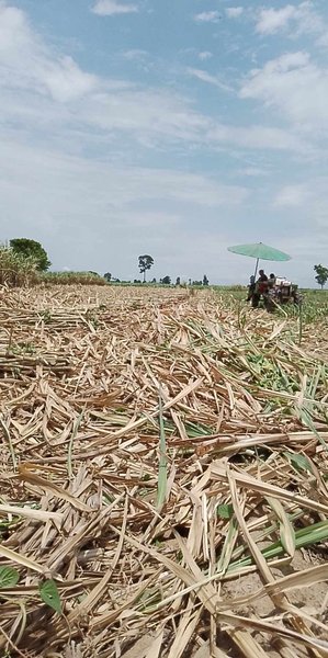 Today let's talk about cutting sugarcane varieties.