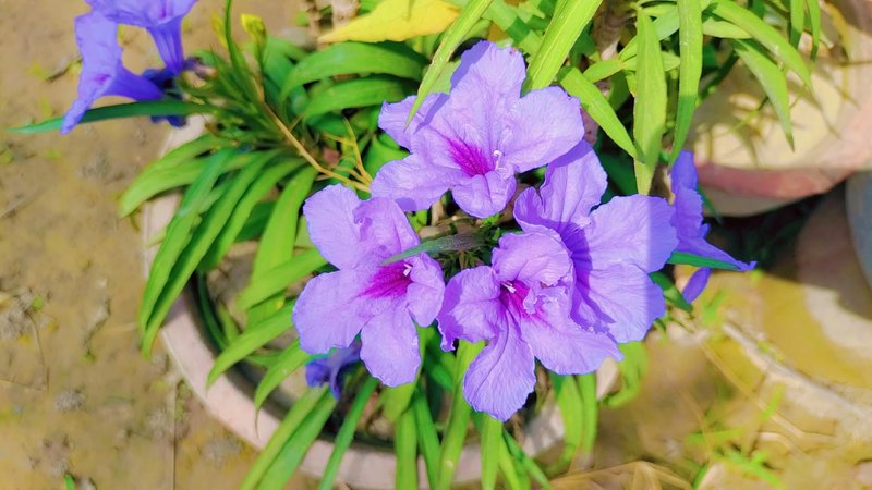 Summer Flowers at Nursery. 

My Actifit Report Card: May 18 2025